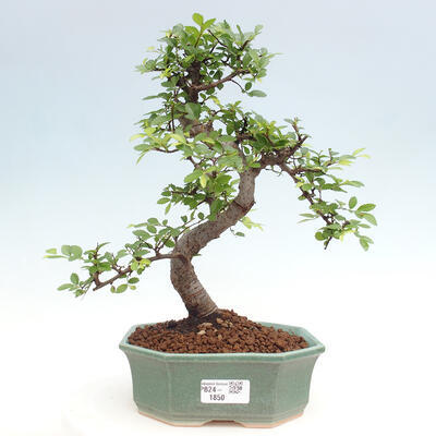 Izbová bonsai - Ulmus parvifolia - Malolistý brest - 1