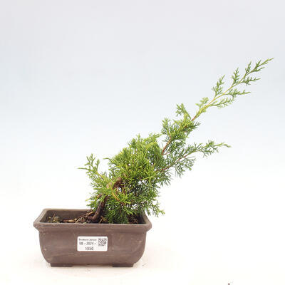 Vonkajší bonsai - Juniperus chinensis ITOIGAWA -Jalovec čínsky