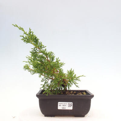 Vonkajší bonsai - Juniperus chinensis ITOIGAWA -Jalovec čínsky