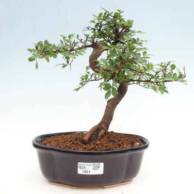 Izbová bonsai - Ulmus parvifolia - Malolistý brest - 1