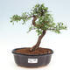 Izbová bonsai - Ulmus parvifolia - Malolistý brest - 1/3