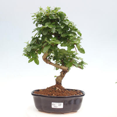 Izbová bonsai -Ligustrum chinensis - Vtáčí zob