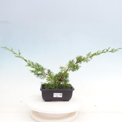 Vonkajší bonsai - Juniperus chinensis ITOIGAWA -Jalovec čínsky