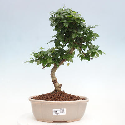 Izbová bonsai -Ligustrum chinensis - Vtáčí zob