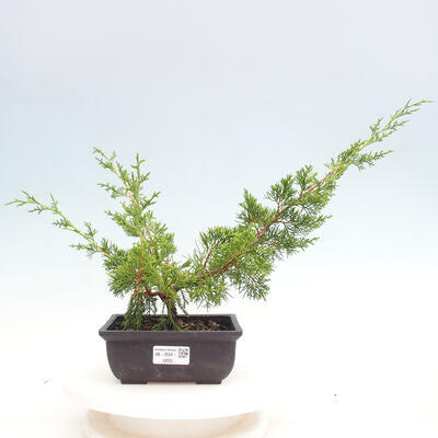 Vonkajší bonsai - Juniperus chinensis ITOIGAWA -Jalovec čínsky