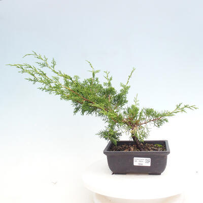 Vonkajší bonsai - Juniperus chinensis ITOIGAWA -Jalovec čínsky