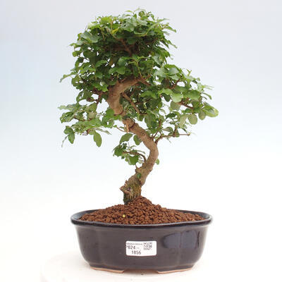 Izbová bonsai -Ligustrum chinensis - Vtáčí zob