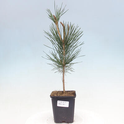 Vonkajší bonsai - Pinus thunbergii - Borovica thunbergova