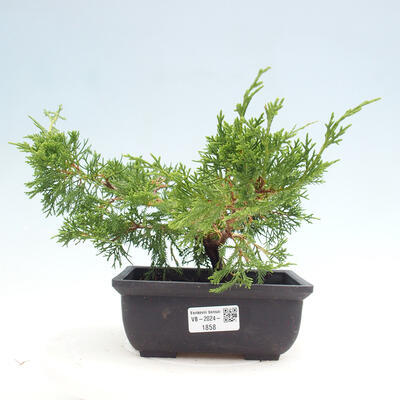 Vonkajší bonsai - Juniperus chinensis ITOIGAWA -Jalovec čínsky