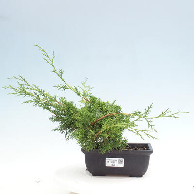 Vonkajší bonsai - Juniperus chinensis ITOIGAWA -Jalovec čínsky