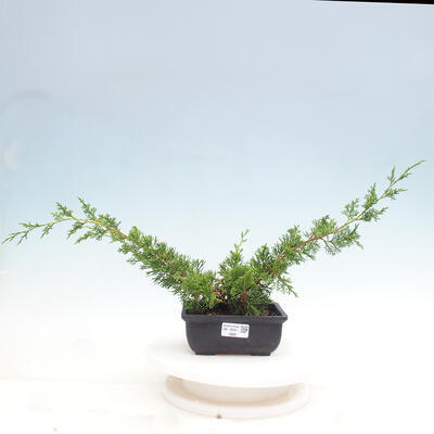 Vonkajší bonsai - Juniperus chinensis ITOIGAWA -Jalovec čínsky