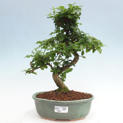 Izbová bonsai -Ligustrum chinensis - Vtáčí zob