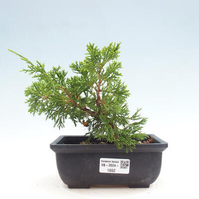 Vonkajší bonsai - Juniperus chinensis ITOIGAWA -Jalovec čínsky