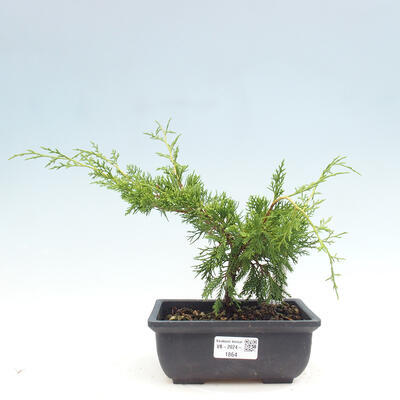 Vonkajší bonsai - Juniperus chinensis ITOIGAWA -Jalovec čínsky