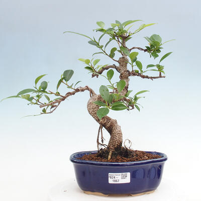 Izbová bonsai - Ficus retusa - malolistý fikus - 1