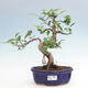 Izbová bonsai - Ficus retusa - malolistý fikus - 1/2