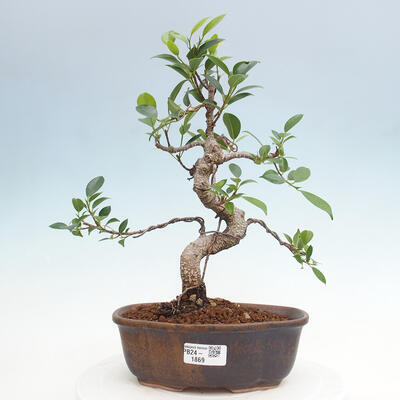 Izbová bonsai - Ficus retusa - malolistý fikus - 1