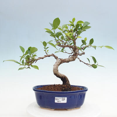 Izbová bonsai - Ficus retusa - malolistý fikus - 1