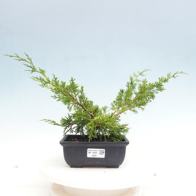 Vonkajší bonsai - Juniperus chinensis ITOIGAWA -Jalovec čínsky