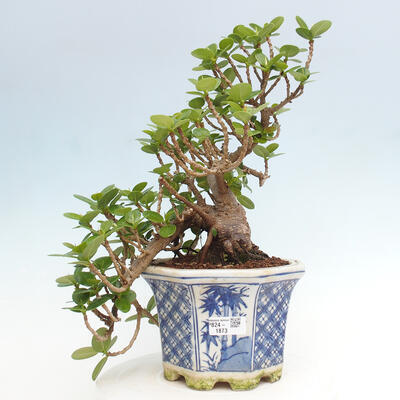 Izbová bonsai - Ficus Panda - malolistý fikus - 1