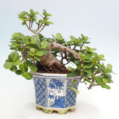 Izbová bonsai - Ficus Panda - malolistý fikus - 1