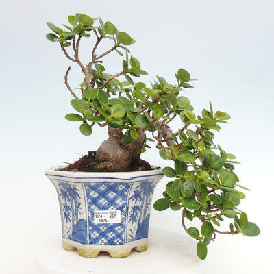 Izbová bonsai - Ficus Panda - malolistý fikus - 1