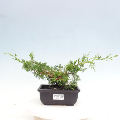 Vonkajší bonsai - Juniperus chinensis ITOIGAWA -Jalovec čínsky