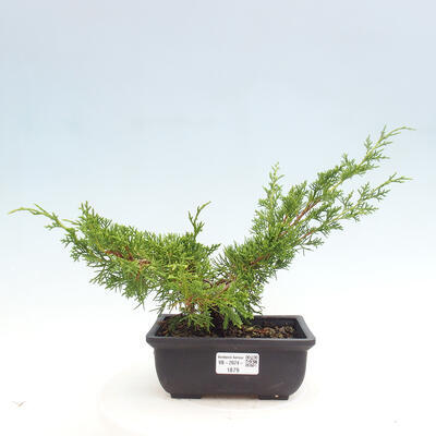 Vonkajší bonsai - Juniperus chinensis ITOIGAWA -Jalovec čínsky