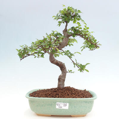 Izbová bonsai - Ulmus parvifolia - Malolistý brest - 1