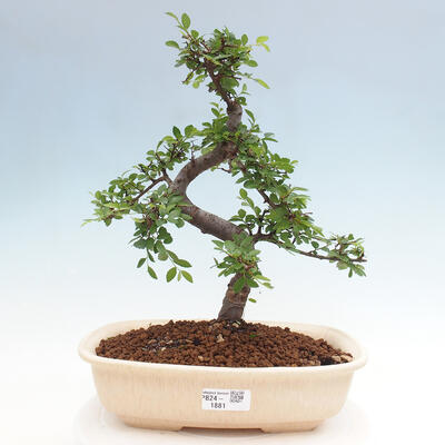 Izbová bonsai - Ulmus parvifolia - Malolistý brest - 1