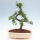 Izbová bonsai - Ulmus parvifolia - Malolistý brest - 1/3