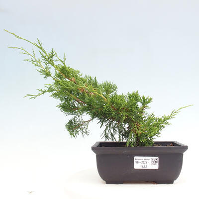 Vonkajší bonsai - Juniperus chinensis ITOIGAWA -Jalovec čínsky