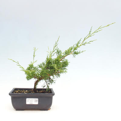 Vonkajší bonsai - Juniperus chinensis ITOIGAWA -Jalovec čínsky