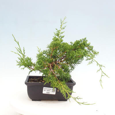 Vonkajší bonsai - Juniperus chinensis ITOIGAWA -Jalovec čínsky