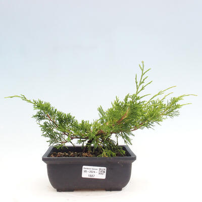 Vonkajší bonsai - Juniperus chinensis ITOIGAWA -Jalovec čínsky