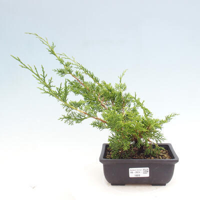 Vonkajší bonsai - Juniperus chinensis ITOIGAWA -Jalovec čínsky