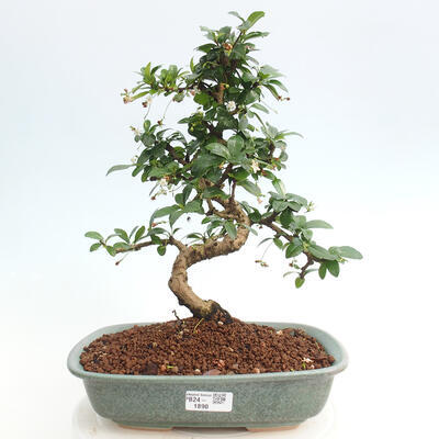 Izbová bonsai - Carmona macrophylla - Čaj fuki - 1