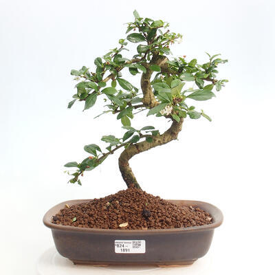 Izbová bonsai - Carmona macrophylla - Čaj fuki - 1