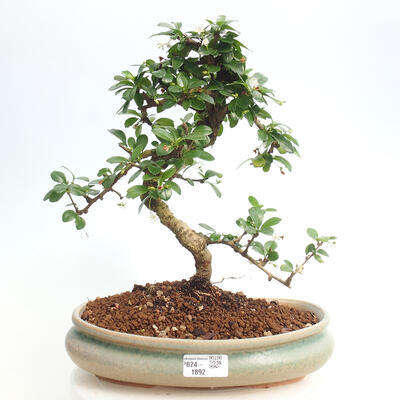 Izbová bonsai - Carmona macrophylla - Čaj fuki - 1