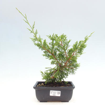 Vonkajší bonsai - Juniperus chinensis ITOIGAWA -Jalovec čínsky