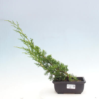 Vonkajší bonsai - Juniperus chinensis ITOIGAWA -Jalovec čínsky