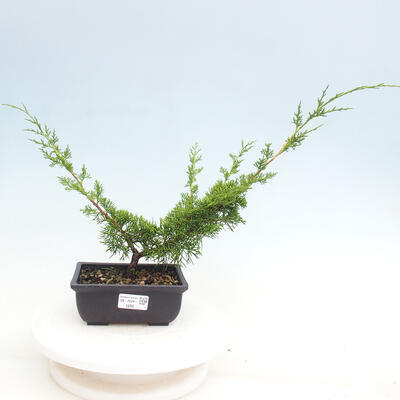 Vonkajší bonsai - Juniperus chinensis ITOIGAWA -Jalovec čínsky