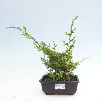 Vonkajší bonsai - Juniperus chinensis ITOIGAWA -Jalovec čínsky