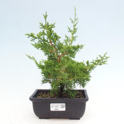 Vonkajší bonsai - Juniperus chinensis ITOIGAWA -Jalovec čínsky