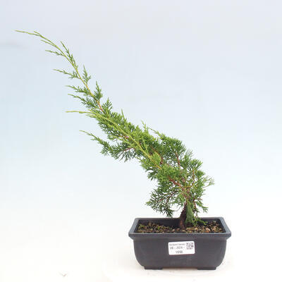 Vonkajší bonsai - Juniperus chinensis ITOIGAWA -Jalovec čínsky