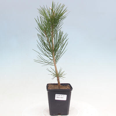 Vonkajší bonsai - Pinus thunbergii - Borovica thunbergova