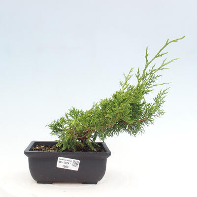 Vonkajší bonsai - Juniperus chinensis ITOIGAWA -Jalovec čínsky