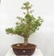 Izbová bonsai - Malpígia barbadoská čerešňa - Malpighia glabra L. - 1/7