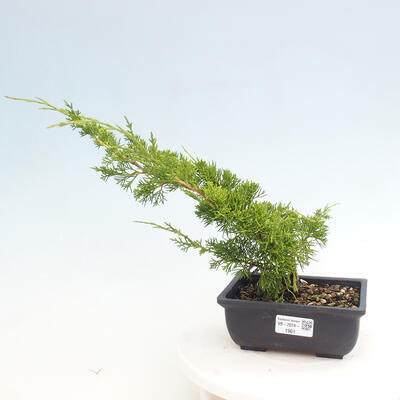 Vonkajší bonsai - Juniperus chinensis ITOIGAWA -Jalovec čínsky