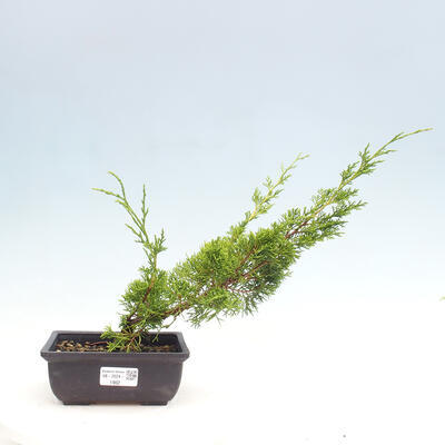 Vonkajší bonsai - Juniperus chinensis ITOIGAWA -Jalovec čínsky